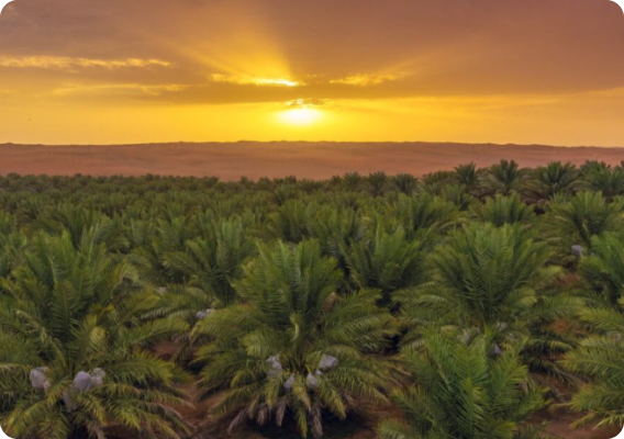 The Timeless Art of Date Farming