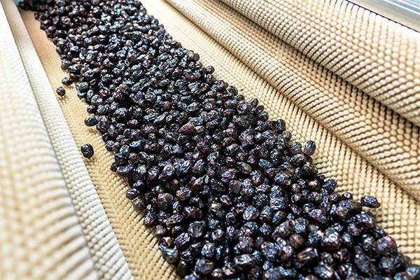 <span>Mazare Allehabi</span>
